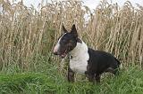 BULL TERRIER MINIATURE 027